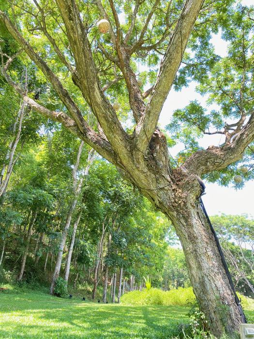 Philippines — Manila Greenspace