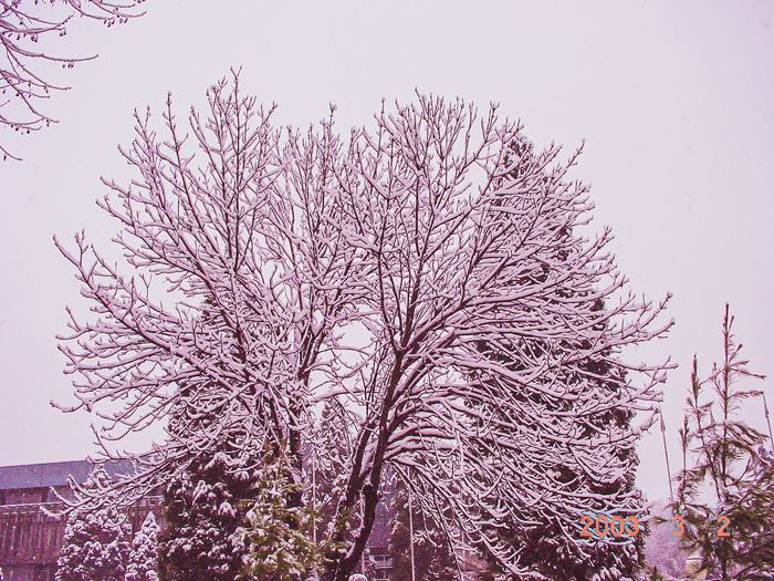 Tajikistan — Snow in Dushanbe 2003