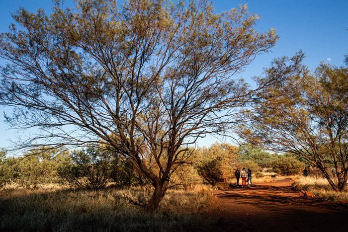 Uluru
