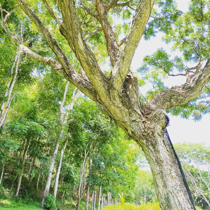 Philippines — Manila Greenspace