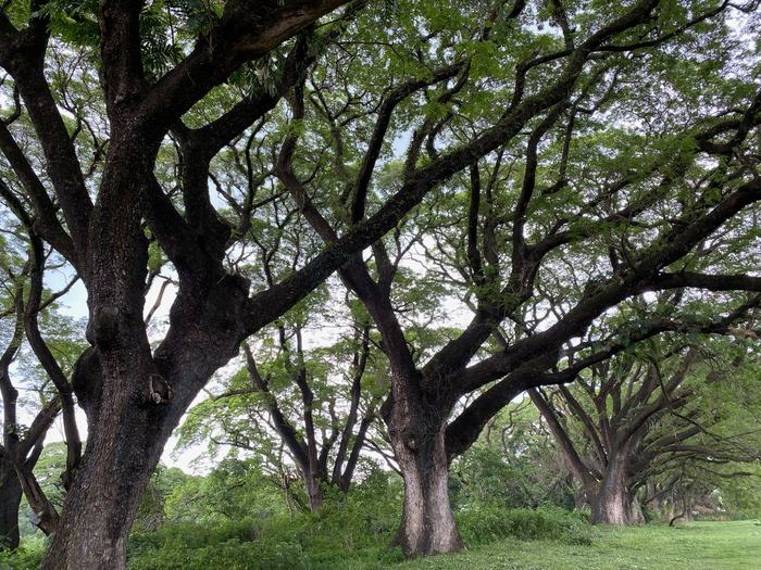 Philippines — Manila Greenspace