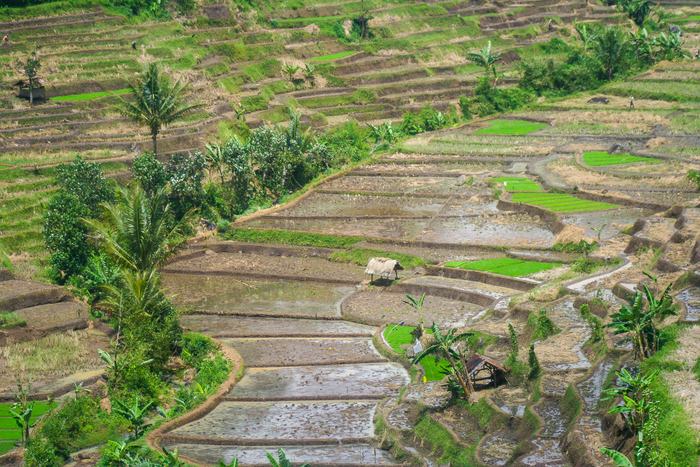 Indonesia — Rural Landscape